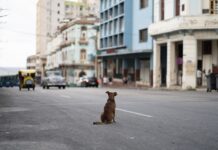 Υλικές ζημιές σε όχημα από αδέσποτο ζώο; Ξεχάστε τις αποζημιώσεις