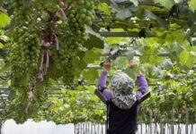 Η Hyundai επεκτείνει τη χρήση του ρομποτικού γιλέκου στην αγροτική παραγωγή